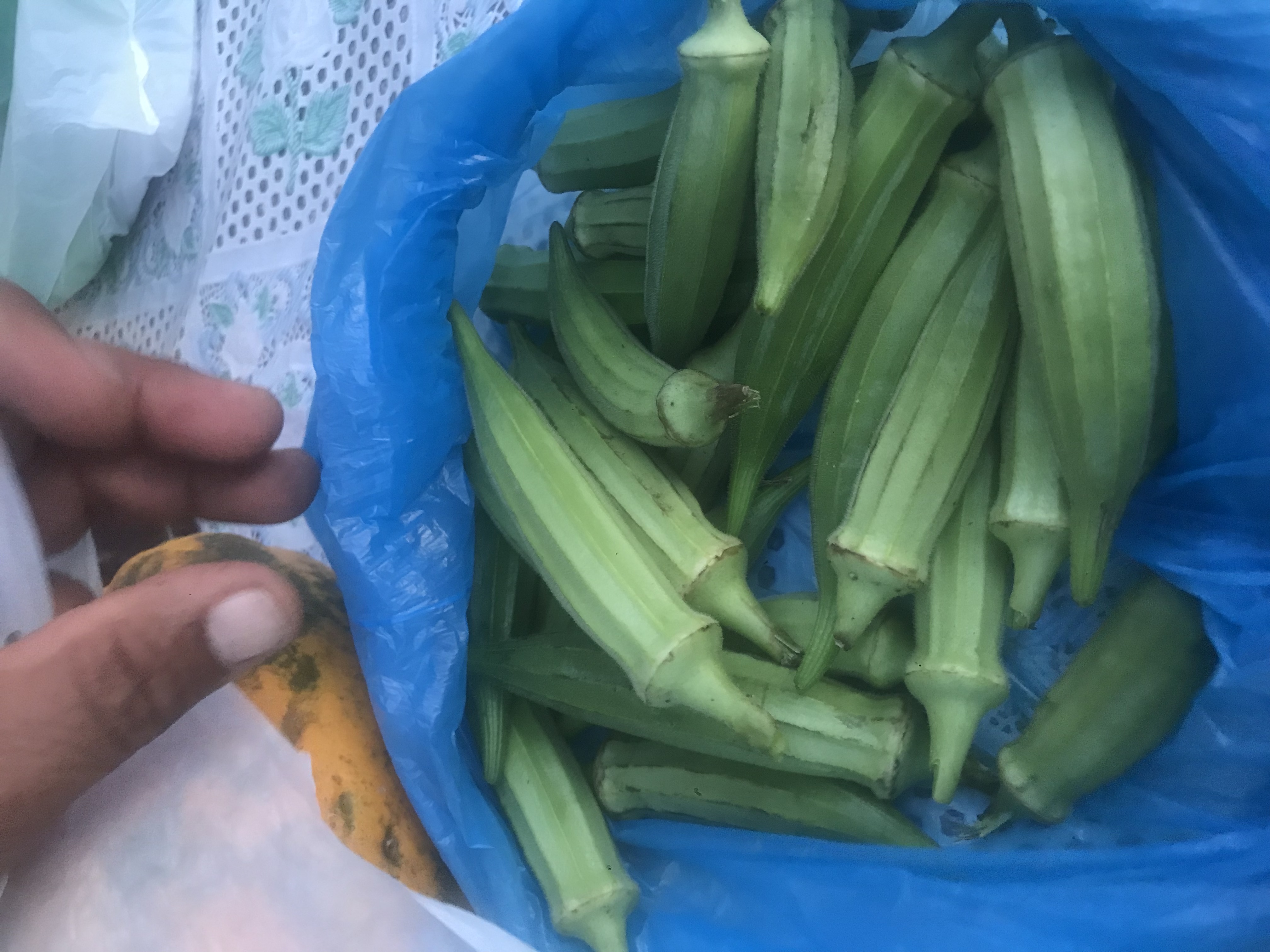 carrapatocultural.com 